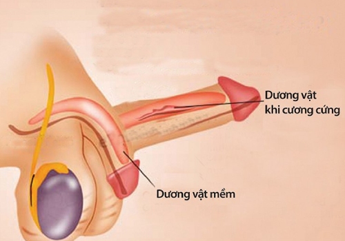 Rối loạn cương dương