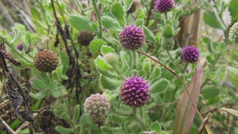 Đây là vị thuốc tốt cho bệnh ngoài da và xương khớp