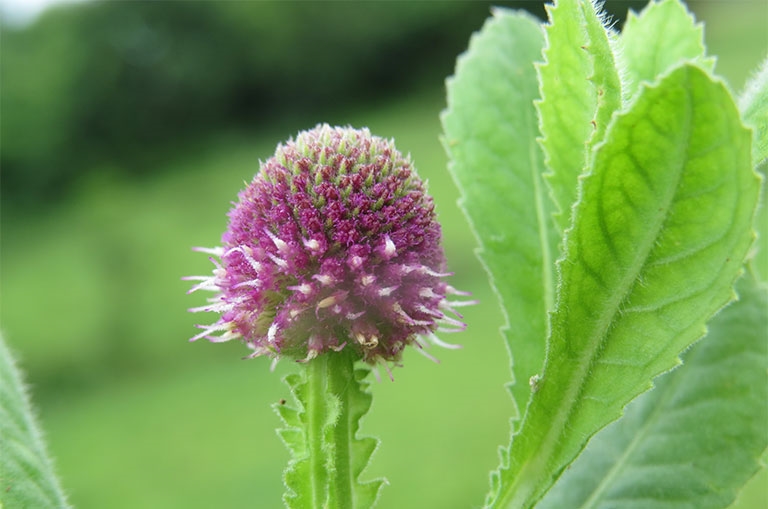 Cỏ chân vịt có hoa màu tím hình cầu