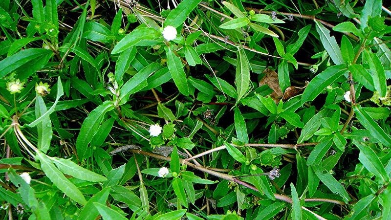 Mẹo dùng cây thuốc chữa bệnh thận yếu giúp Anh Em lấy lại bản lĩnh