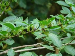 Vị thuốc giúp trị tiêu chảy, kiết lỵ