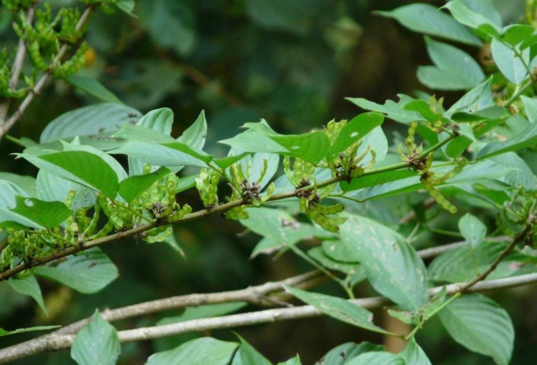 Vị thuốc giúp trị tiêu chảy, kiết lỵ