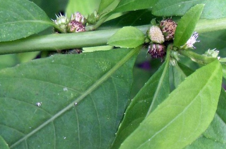 Cỏ lá xoài cho tác dụng thanh nhiệt giải độc tốt