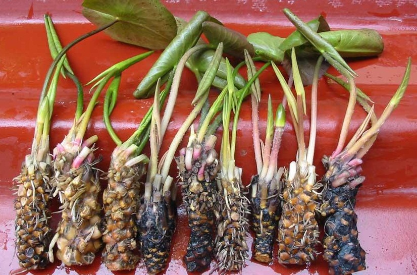 5 bài thuốc dân gian chữa liệt dương giúp Anh Em lấy lại bản lĩnh