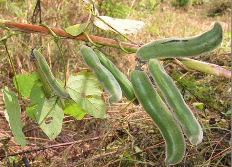 Quả đậu mèo có ở rất nhiều tỉnh thành Việt Nam