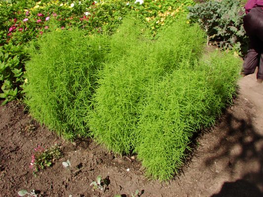 Cây địa phu tử thuộc họ rau muối