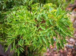 Đinh lăng chữa yếu sinh lý: Mẹo hay giúp Anh Em lấy lại bản lĩnh