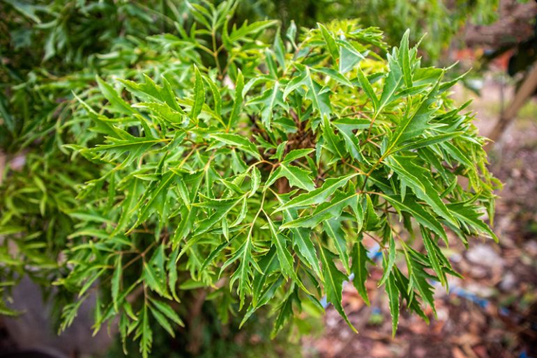 Đinh lăng chữa yếu sinh lý: Mẹo hay giúp Anh Em lấy lại bản lĩnh