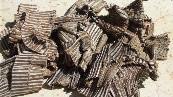 Đỗ trọng được Y học cổ truyền sử dụng rất phổ biến