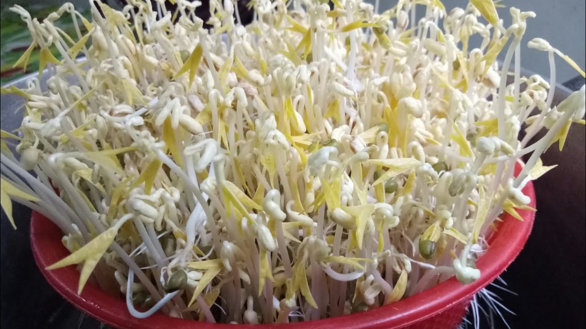 Giá đỗ có tốt cho tinh trùng không? Bí quyết "vàng" cho Anh Em