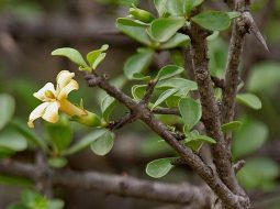 Găng tu hú là loại cây thân gỗ