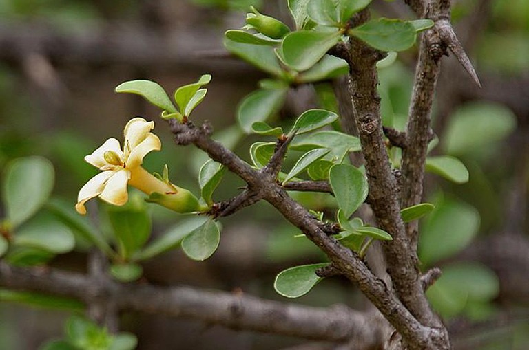 Găng tu hú là loại cây thân gỗ
