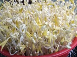 Giá đỗ có tốt cho tinh trùng không? Bí quyết "vàng" cho Anh Em