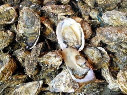 Hàu biển chữa yếu sinh lý: Bí quyết phục hồi bản lĩnh phái mạnh