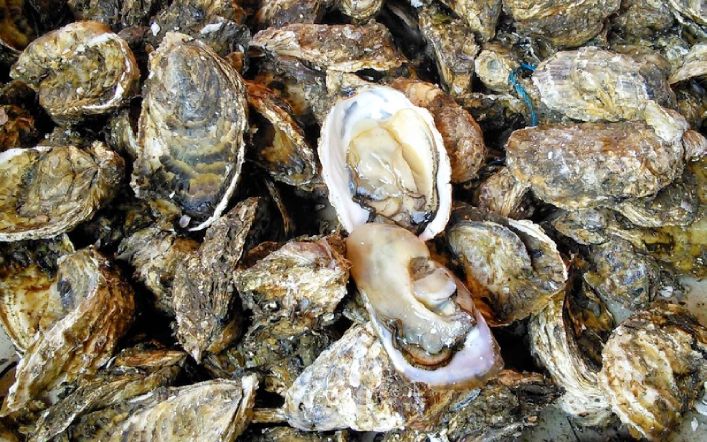 Hàu biển chữa yếu sinh lý: Bí quyết phục hồi bản lĩnh phái mạnh