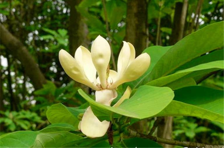 Cây hậu phác được y học cổ truyền sử dụng rất rộng rãi