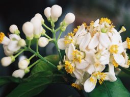 Hoa bưởi có hương thơm dễ chịu và cũng là vị thuốc quý của Đông y