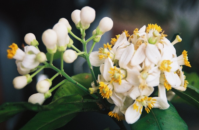 Hoa bưởi có hương thơm dễ chịu và cũng là vị thuốc quý của Đông y