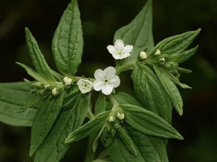 Vị thuốc hỗ trợ điều trị sởi