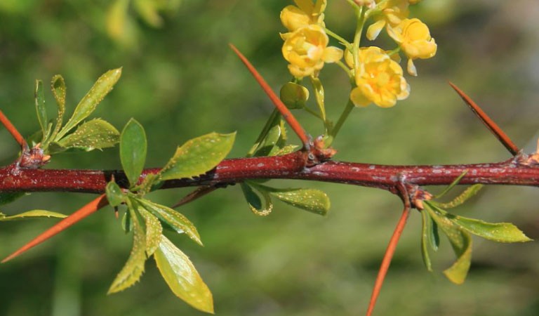 Cây hoàng liên gai có hoa màu vàng tươi
