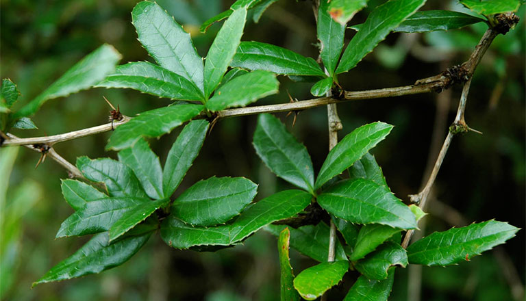 Hoàng liên gai có thể dùng cho các bệnh lý về mắt
