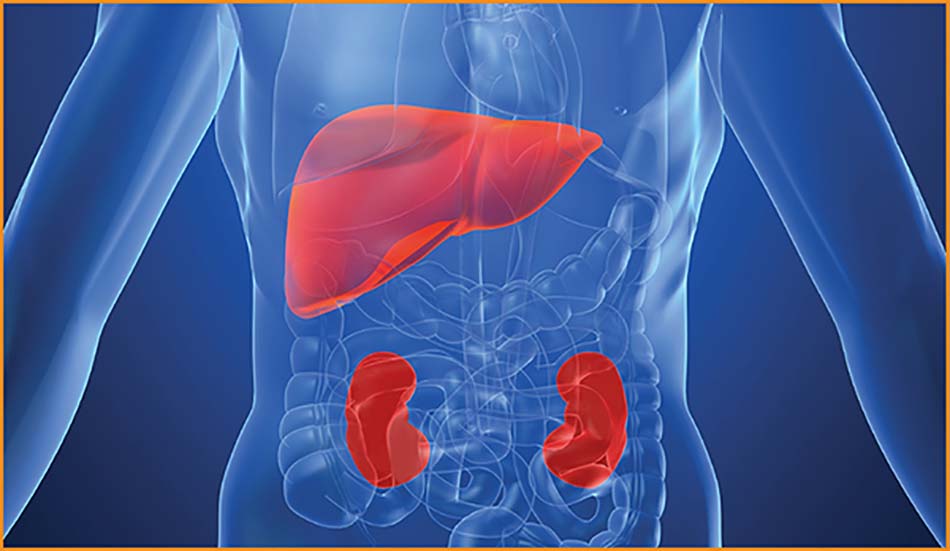 Gan nóng thận yếu: Dấu hiệu cảnh báo và cách chữa trị từ gốc