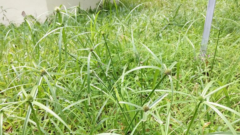 Củ gấu biển từ lâu đã được sử dụng phổ biến trong đời sống