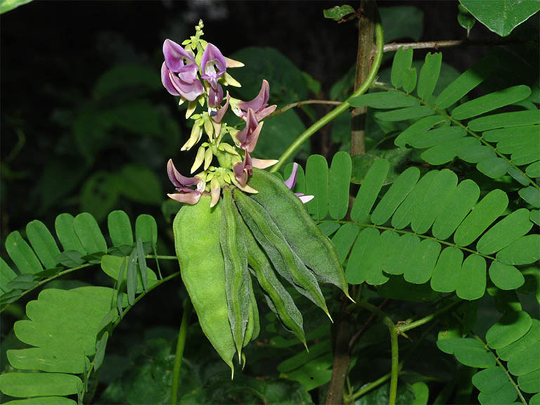 Cây kê cốt thảo thuộc họ đậu