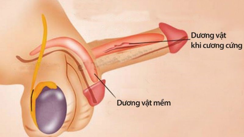 Dương vật không cứng được lâu: Nỗi lòng Anh Em và cách trị từ Gốc