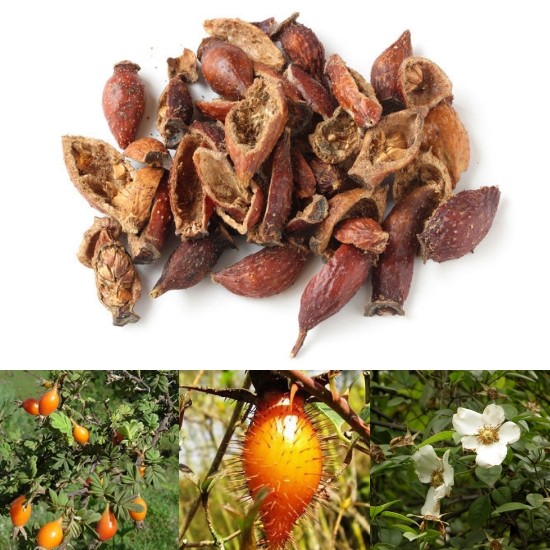 Kim anh hỗ trợ bổ thận khí