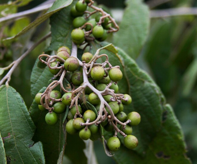 Cò ke hỗ trợ hệ tiêu hóa rất tốt