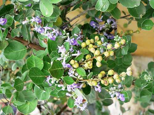 Mạn kinh tử là hạt của cây mạn kinh