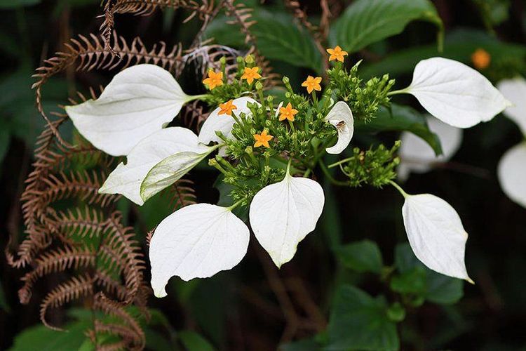 Cây thuốc thường dùng trị viêm họng cảm mạo