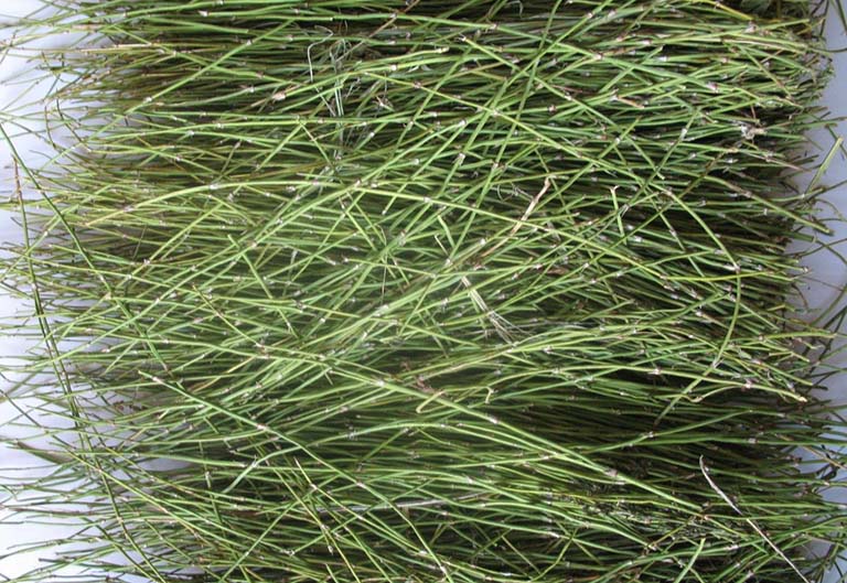 Ma hoàng thường dùng trong các bài thuốc trị viêm phế quản