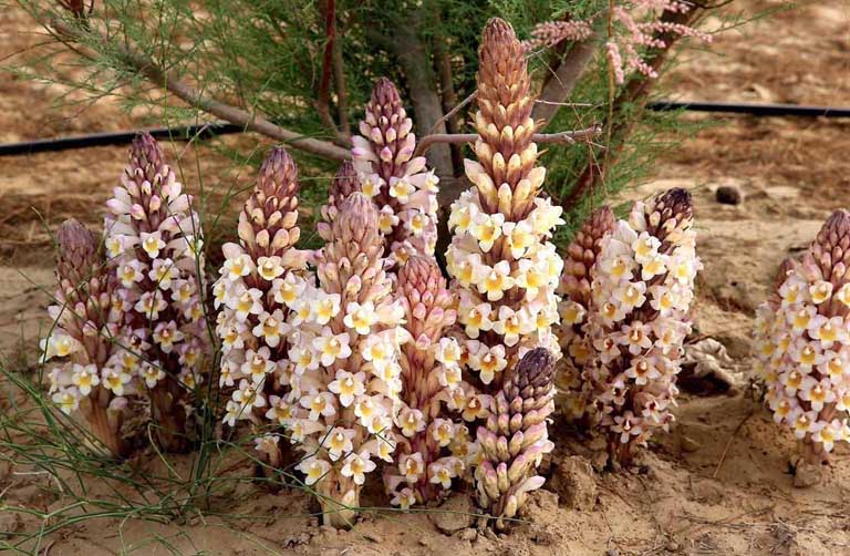 Mẹo dùng Nhục thung dung chữa yếu sinh lý: Bí quyết phục hồi bản lĩnh