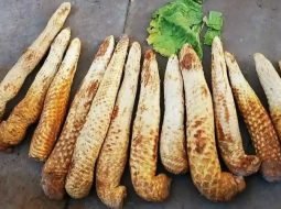 Chữa thận yếu bằng thuốc nam: Bí quyết phục hồi bản lĩnh phái mạnh