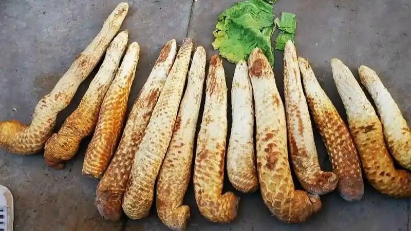 Chữa thận yếu bằng thuốc nam: Bí quyết phục hồi bản lĩnh phái mạnh