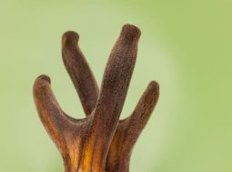 Nhung hươu chữa yếu sinh lý: Bí quyết giúp Anh Em lấy lại bản lĩnh cụ thể nhất