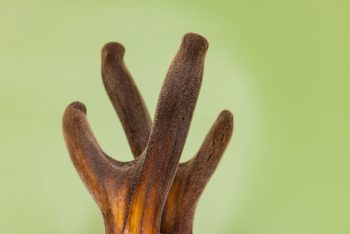 Nhung hươu chữa yếu sinh lý: Bí quyết giúp Anh Em lấy lại bản lĩnh cụ thể nhất