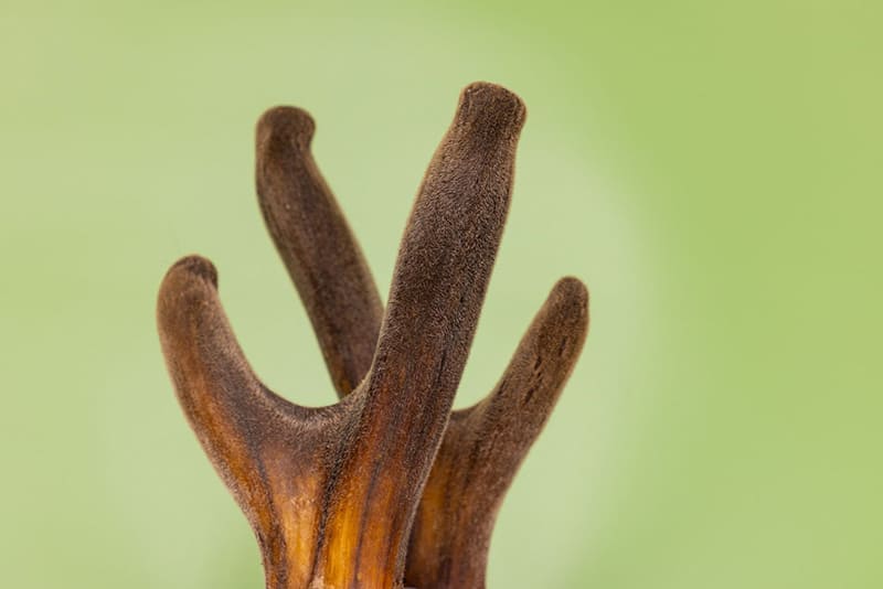 Nhung hươu chữa yếu sinh lý: Bí quyết giúp Anh Em lấy lại bản lĩnh cụ thể nhất