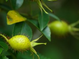 Cây kim anh tập trung nhiều ở Cao Bằng, Lạng Sơn