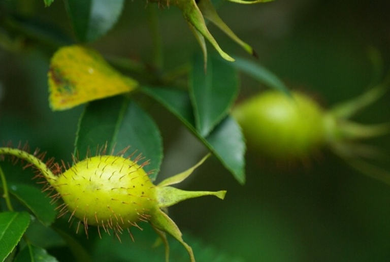 Cây kim anh tập trung nhiều ở Cao Bằng, Lạng Sơn