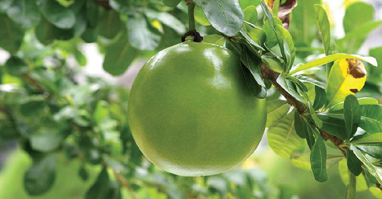 Cây đào tiên còn được gọi là cây trường sinh