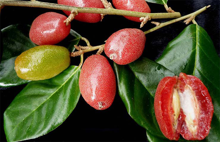 Đây là vị thuốc trị ho tốt