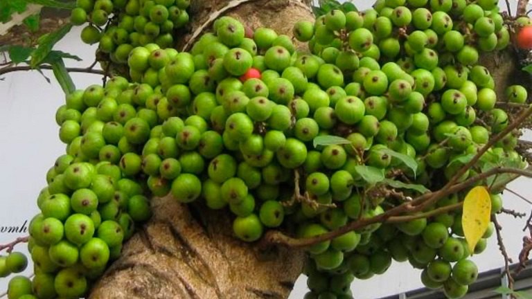 Mẹo dùng quả sung chữa yếu sinh lý: Bí quyết phục hồi bản lĩnh nam nhi