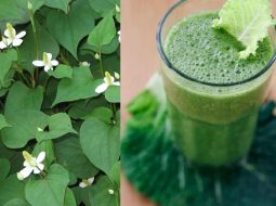 Rau diếp cá có chữa được yếu sinh lý không? Lời giải từ Lão Tuấn