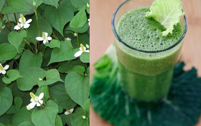 Rau diếp cá có chữa được yếu sinh lý không? Lời giải từ Lão Tuấn