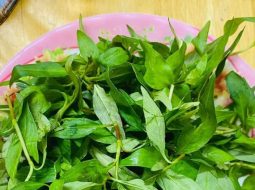 Thực hư rau răm làm yếu sinh lý và lời khuyên từ Lão Tuấn