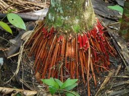 Mẹo dùng rễ cau chữa bệnh yếu sinh lý: Bí quyết phục hồi bản lĩnh