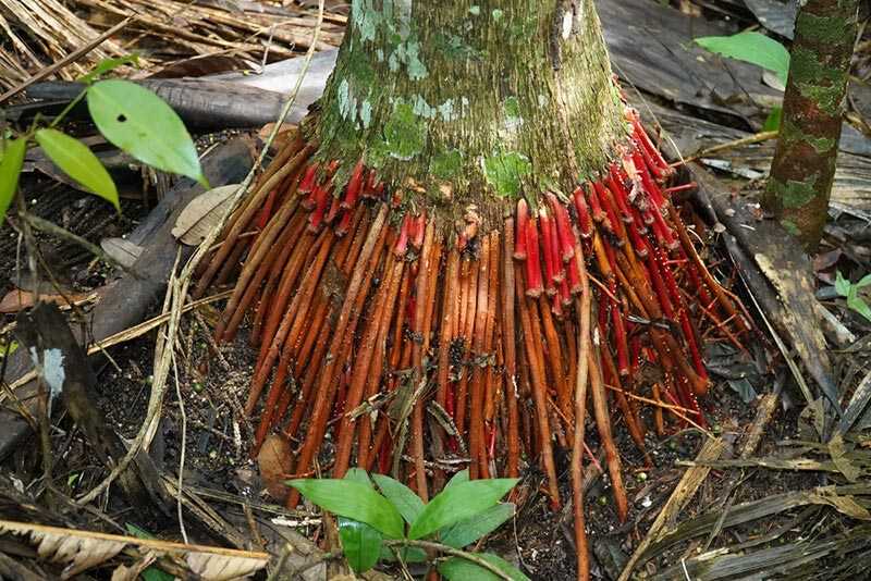 Mẹo dùng rễ cau chữa bệnh yếu sinh lý: Bí quyết phục hồi bản lĩnh